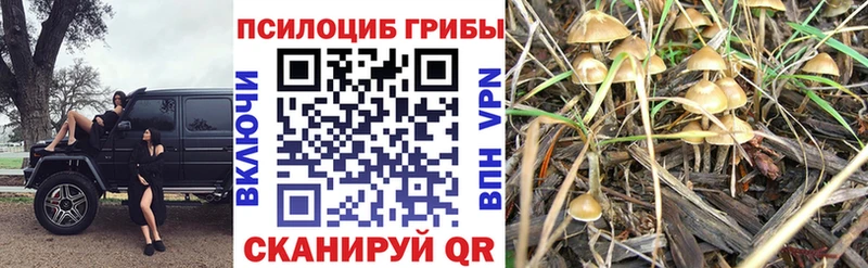 Галлюциногенные грибы Psilocybe  гидра зеркало  Бокситогорск 